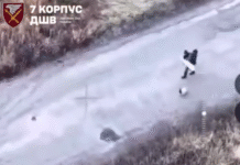 Убийство и террор для пропаганды: на Харьковщине россияне убили спасавшихся под белым флагом мирных людей и собаку, — ФОТО