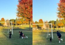 Хозяева взяли собаку на футбольное поле и узнали о ее скрытом таланте (видео)