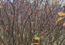 Прогноз погоды в Харькове на 4 ноября: облачно, но без существенных осадков.