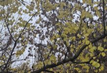 Жителей Харькова и области предупредили об опасной погоде