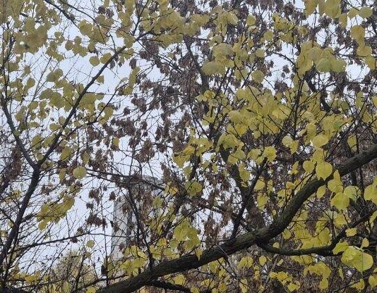 Жителей Харькова и области предупредили об опасной погоде