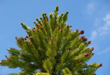 Сбой в системе: найден один аромат, который делает людей счастливыми