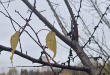 Прогноз погоды в Харькове на 2 ноября: облачно и прохладно