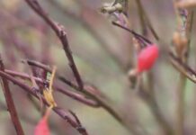 Прогноз погоды в Харькове на 3 ноября: теплые дни и прохладные вечера