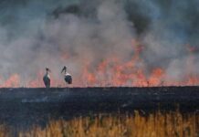 Ущерб окружающей среде и финансовый ущерб: посчитали последствия обстрела клуба в Харьковской области