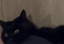 Около недели пролежал в прифронтовой территории: как прошло спасение пушистого