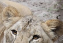 Спасали от войны: львица Василиса умерла в Южной Африке