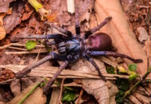 Психоделическому земляному тигру грозит выселение: нечто заставит его покинуть тропический лес