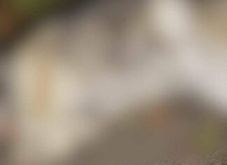 Застрелил собаку и зарыл во дворе: жутковатая история с Харьковщины дошла до суда