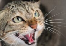 Опасность для людей: в обществе на Харьковщине подтвержден случай бешенства