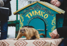 Когда придет весна? Бабак Тимко сделал свой прогноз