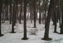 Прокуратура пытается вернуть общине землю в Лесопарке