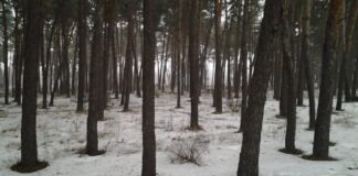 Прокуратура пытается вернуть общине землю в Лесопарке