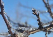 Прогноз погоды в Харькове на 6 февраля: холодно, но без осадков