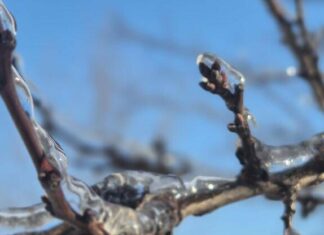 Прогноз погоды в Харькове на 6 февраля: холодно, но без осадков