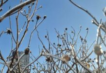 На Харьковщину суют рекордные морозы: каким будет февраль?