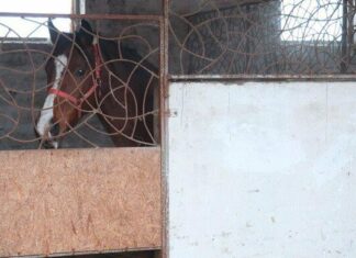 Владелец бросил лошадей на произвол судьбы: полиция эвакуирует их из зоны боевых действий