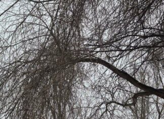 Прогноз погоды в Харькове на 7 февраля: зимняя прохлада и снег