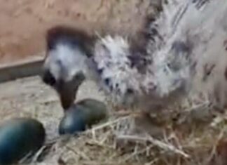 Папа-страус вышел на ночную смену: в зоопарке под Харьковом – важное событие