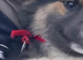 «Единственный шанс на спасение»: харьковские волонтеры нашли испуганного щенка посреди поля на фронте