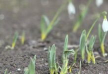 Прогноз погоды в Харькове на 19 марта: весенние прихоти.