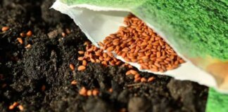 Топ-5 советов, как правильно выбрать все необходимое для огорода и сада весной