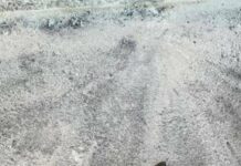 Пытался «пошутить» гранатой возле полиции: ночной курьез На Харьковщине