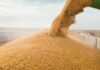 Вывоз тысячи тонн зерна в РФ: на Харьковщине будут судить пособника окупантов