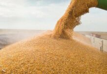 Вывоз тысячи тонн зерна в РФ: на Харьковщине будут судить пособника окупантов