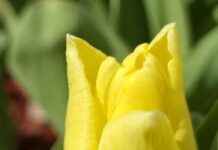 В Харькове высаживают цветы, тем временем цены на растения растут, – ФОТО