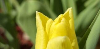 В Харькове высаживают цветы, тем временем цены на растения растут, – ФОТО