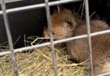 Подбросили как хлам: вблизи Харькова спасли новорожденных лисенков, — ФОТО