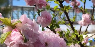 Погода в Харькове на 30 апреля: весна с дождями и похолоданием.