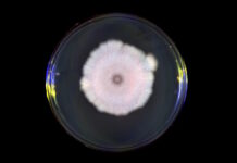 Не стоит верить всему, что говорят: дезинформацию впервые использовали вовсе не люди (видео)