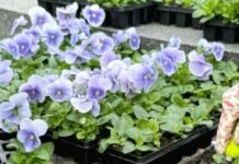 В центре Харькова высадили первую клумбу в этом году, — ФОТО