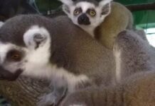 Шумно и смешно: у Фельдман Экопарк пополнение сразу в нескольких семьях