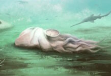 Древнейший осьминог в мире оказался подделкой: историю эволюции вида придется переписать (видео)