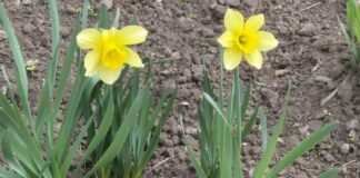 В Харькове действуют цветочные воры: сотни растений исчезли из клумб города