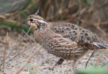 Земля постоянно теряет тепло: найден неожиданный путь, которым энергия утекает в космос (фото)