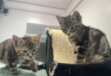 «Слезы на глазах»: в парке нашли брошенных котят — рядом была записка (фото)