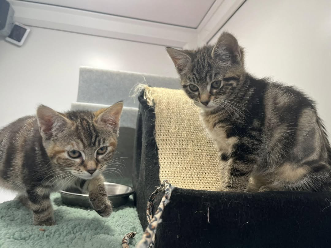 «Слезы на глазах»: в парке нашли брошенных котят — рядом была записка (фото)