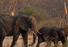 Как съесть слона: в Танзании нашли доказательства забоя гигантских млекопитающих 1,8 миллионов лет назад (фото)