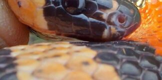 Гость в стиральной машине: в Харькове нашли королевскую змею