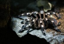 Проснулись на три месяца раньше: в Днепропетровской области заметили первых тарантулов