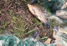 «Наловили» на 114 тысяч: полиция разоблачила браконьеров на Харьковщине