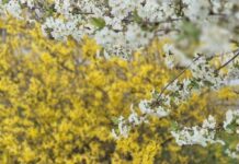 Погода в Харькове 27 апреля: Обрывочные облака и лёгкий дождь