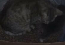 Запах дыма и надежды: как бойцы спасли маму-кошку и ее котенка с фронта