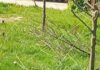Варвары в овраге: в Харькове обрезали взорванную аллею деревьев