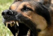 Смертельное бешенство в Харькове: собака покусала людей перед гибелью