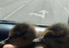 Пушистое спасение в Харькове: спасатели вытащили двух утят из сливной ловушки